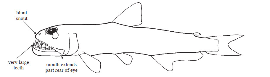 Familia  Evermannellidae_01.jpg